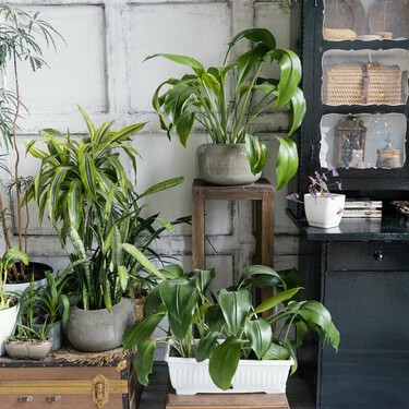 El truco para que tus plantas estén más verdes y floridas que nunca está en este producto de tu cocina