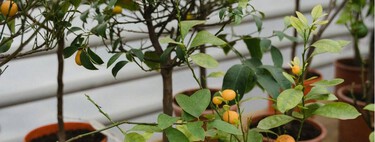 Seis árboles frutales muy conocidos que deberías evitar  plantar en tu jardín y qué hacer si ya los tienes plantados