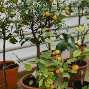 Seis árboles frutales que jamás deberías plantar en el jardín porque son fuente de problemas (y qué hacer si los tienes ya plantados) 