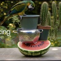 "Uma nova fronteira": Runway Gen 4.5 promete os melhores resultados de IAs para geração de vídeos e apresenta exemplos surpreendentes 