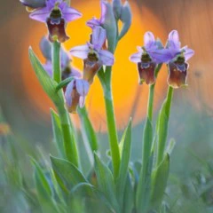 Foto 8 de 10 de la galería mundo-vegetal en Xataka Foto