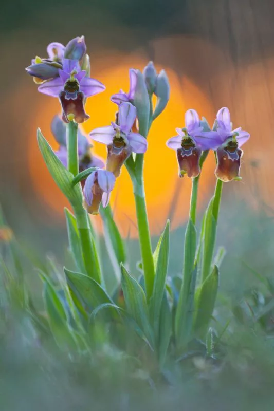 Foto de Mundo Vegetal (8/10)