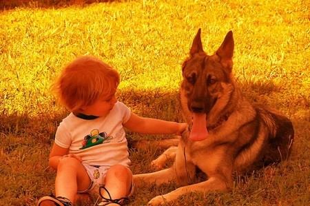 Cuáles son las enfermedades más frecuentes transmitidas por las mascotas