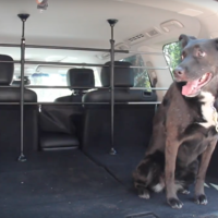 En video: Probamos los accesorios de Nissan para perros, en compañía de Aacini