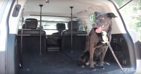 En video: Probamos los accesorios de Nissan para perros, en compañía de Aacini