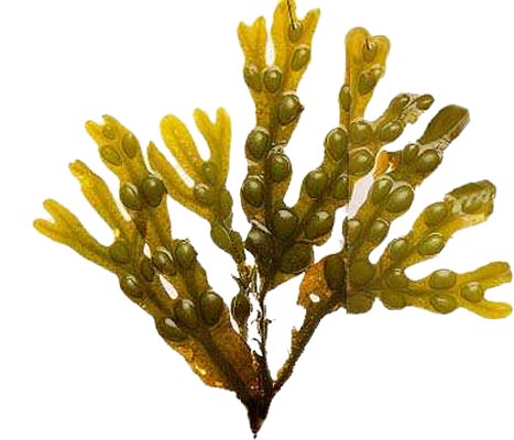El fucus, un acelerador del metabolismo basal El fucus, un acelerador del metabolismo basal