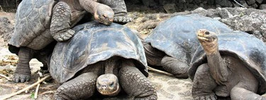 Unos reptiles nos acaban de revelar un secreto que llevábamos milenios buscando: la eterna juventud