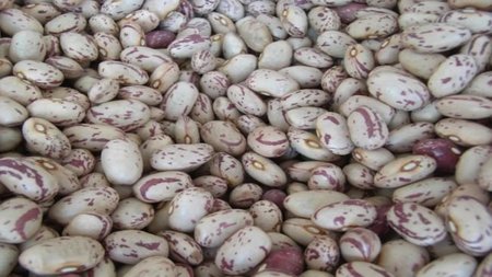 Las legumbres en la alimentación infantil: las judías