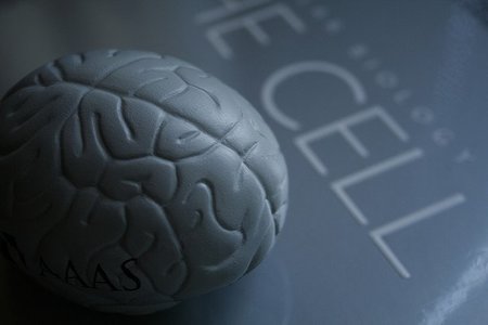 El problema de la disfunción cerebral mínima en los niños