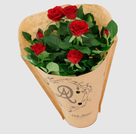 Rosal mini Aldi
