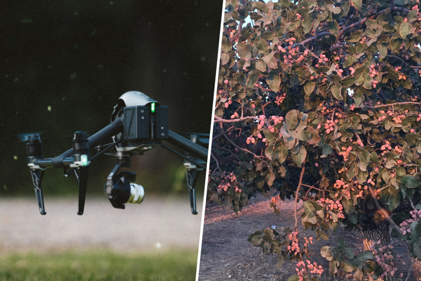 El Silicon Valley del pistacho está en la Meseta: Europa mira a España para entender la agricultura del futuro
