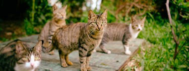 Polonia se ha cansado de que sus gatos aniquilen a su fauna. Así que los ha declarado "especie invasora"