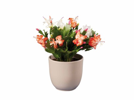 Cactus Navidad Bicolor Zoom 1