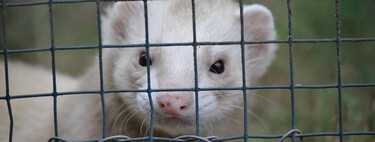Cómo comprar y adoptar animales exóticos cumpliendo con la Ley de Bienestar Animal 