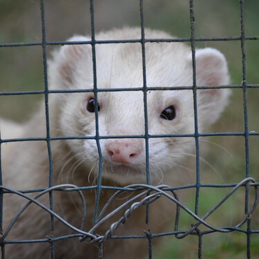 Cómo comprar y adoptar animales exóticos cumpliendo con la Ley de Bienestar Animal 