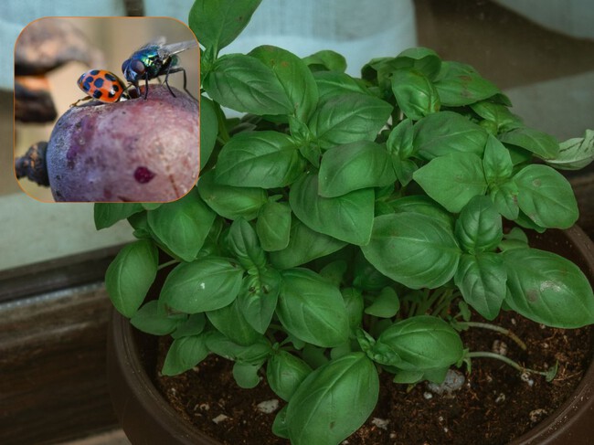 Albahaca