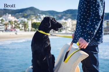 Por que los perros bien merecen ir a la última. Brott Dog nos enseña cómo 