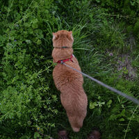 Pasear gatos con correa está de moda. Hemos preguntado a una experta en comportamiento felino y tiene claro lo que opina
