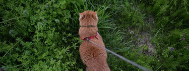Pasear gatos con correa está de moda. Hemos preguntado a una experta en comportamiento felino y tiene claro lo que opina