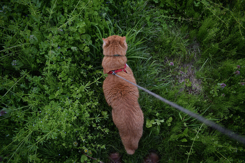Pasear gatos con correa está de moda. Hemos preguntado a una experta en comportamiento felino y tiene claro lo que opina