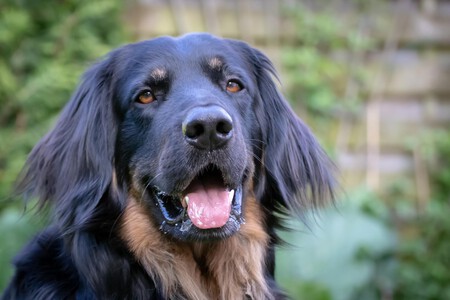 Otitis Perro
