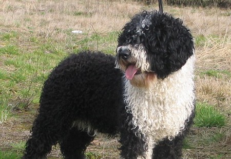 Perro De Aguas Espanol