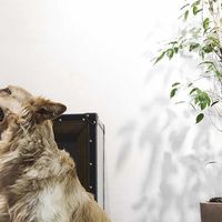 Oferta Prime Day: Cecotec Robot Aspirador Conga Serie 3490 Elite por 299 euros