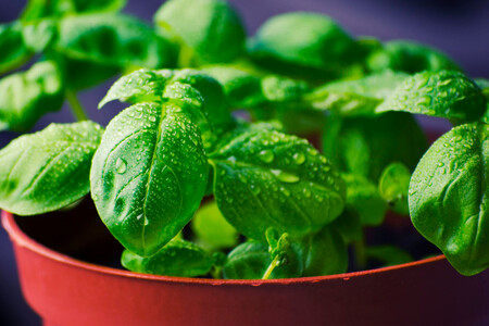 Albahaca