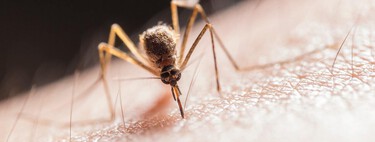 Acribillado por los mosquitos. Estas son las plantas que debes evitar en casa para no acabar cubierto de picaduras