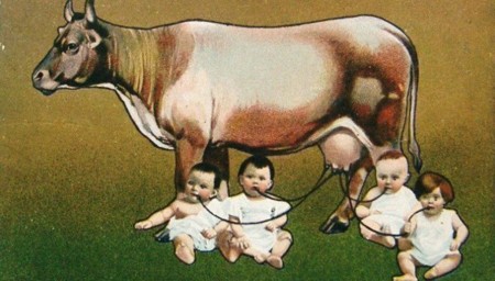 Cow