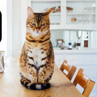 Entre los 2.084 platos del menú de los gatos hay humanos, tortugas, y 347 animales en peligro de extinción