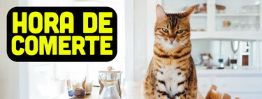 El menú de los gatos es un peligro ecológico. Comen humanos, tortugas, y hasta 347 animales en extinción