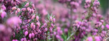 Color, flores y resistencia: la planta que da alegría a los jardines de invierno y pide pocos cuidados