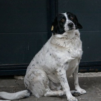 Kupata, el perro que ayuda a los niños de guardería a cruzar la calle y riñe a los conductores si no respetan el paso de cebra