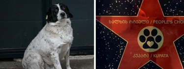 Kupata, el perro que ayuda a los niños de guardería a cruzar la calle y riñe a los conductores si no respetan el paso de cebra