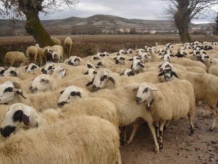 Borregos