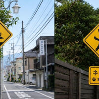 Japón ha llenado algunas carreteras de señales con gatos. Parecen adorables, pero están ayudando a evitar miles de atropellos 