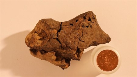 Se encuentra por primera vez tejido cerebral fosilizado de dinosaurio