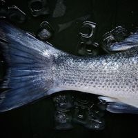 Elevan de 3 a 10 años la edad de los niños para empezar a consumir  estos cuatro pescados, por su contenido en mercurio