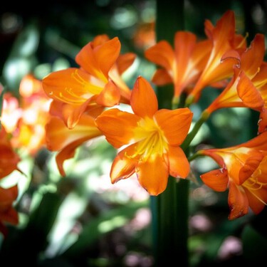 Los cactus siguen siendo un clásico, pero esta planta de flores naranjas conquista los pisos con poca luz y apenas necesita cuidados 