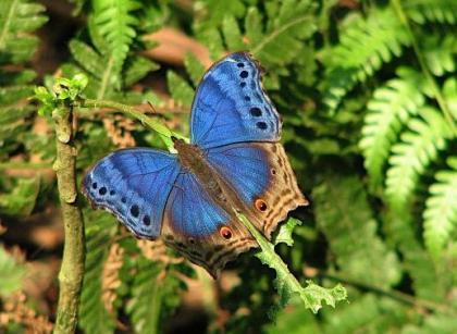 Blue Salamis Uganda