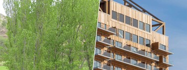 Hemos desarrollado una alternativa al hormigón para revolucionar las construcciones sostenibles: madera transgénica 
