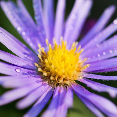 Aster: La planta perenne que florece en octubre y noviembre en las jardineras con riego moderado