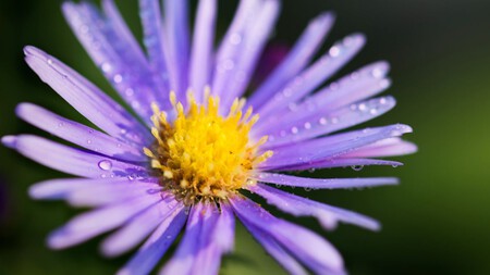 Aster: La planta perenne que florece en octubre y noviembre en las jardineras con riego moderado