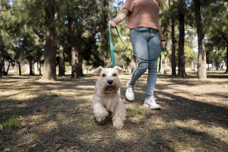 Correa del perro