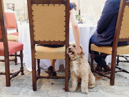 Perro Restaurante