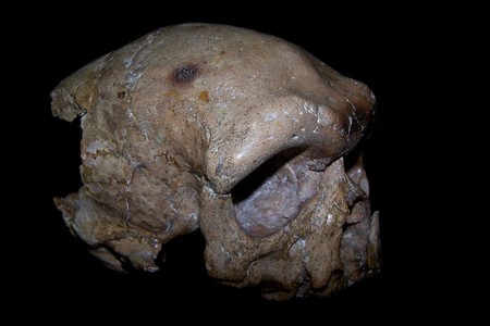 Nuestros orígenes como especie pueden ser reescritos por esta calavera china