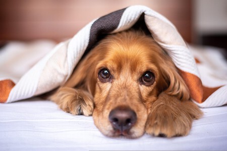 Alimentacion Perros