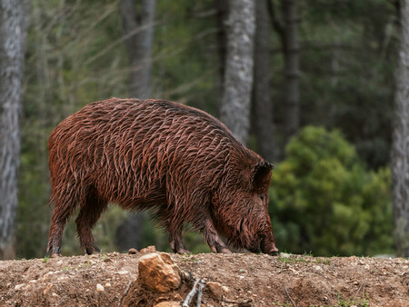 Jabali Peste Porcina