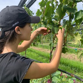 Temporada de vendimias: cinco lugares increíbles para celebrar la cosecha de uvas y las fiestas del vino en el estado de Jalisco